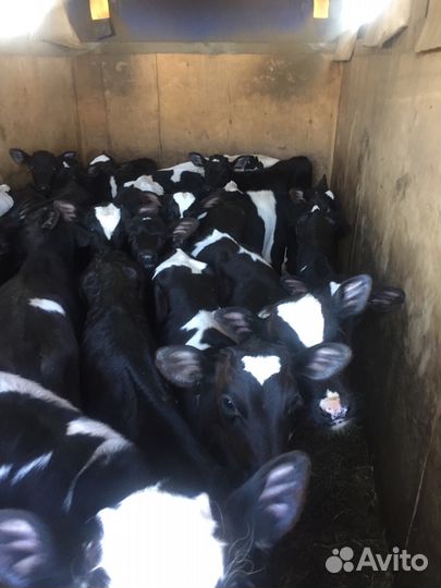 Телята бычки