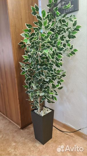 Лимонное дерево