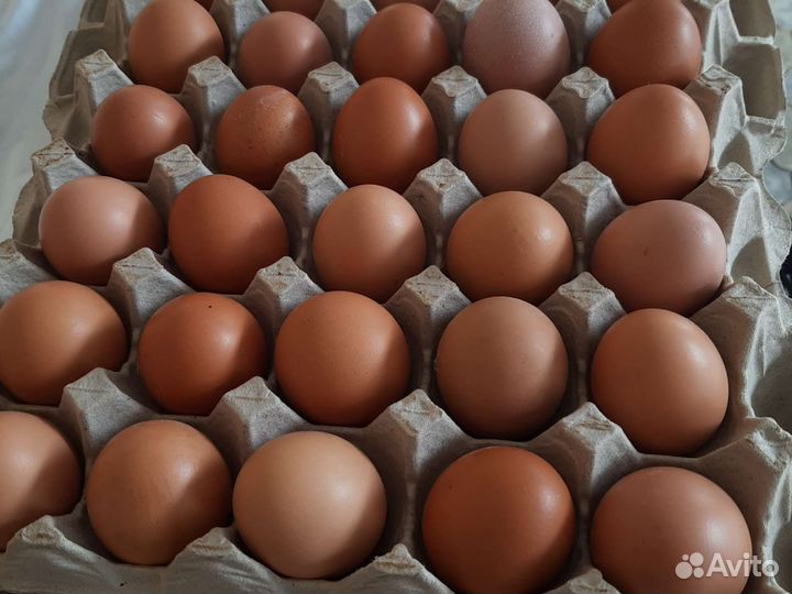 Домашние куриные яйца