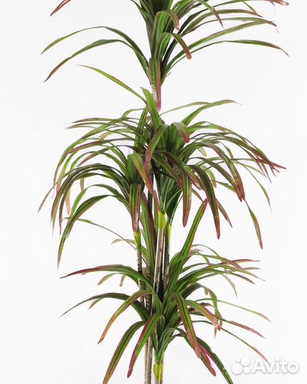 Банановая пальма