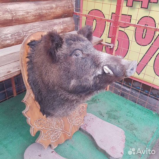Продам чучелу кабана