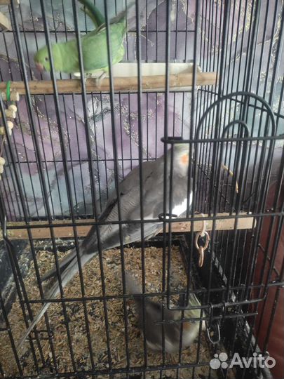 Попугай карелла