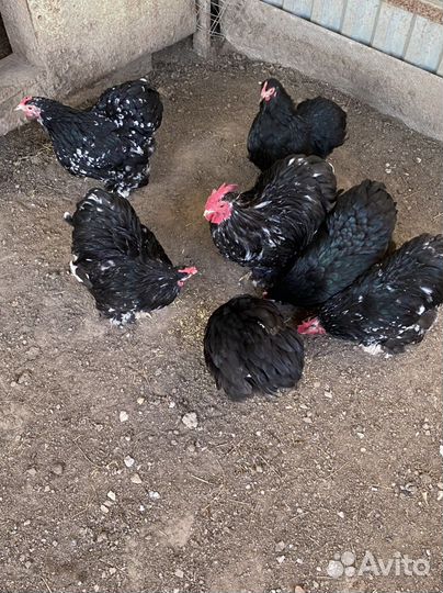 Декоративные петухи кохинхины