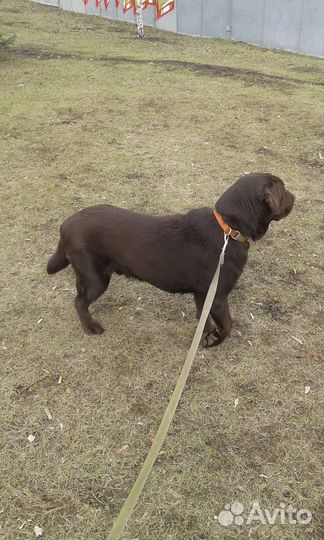 Кобель лабрадора вязка