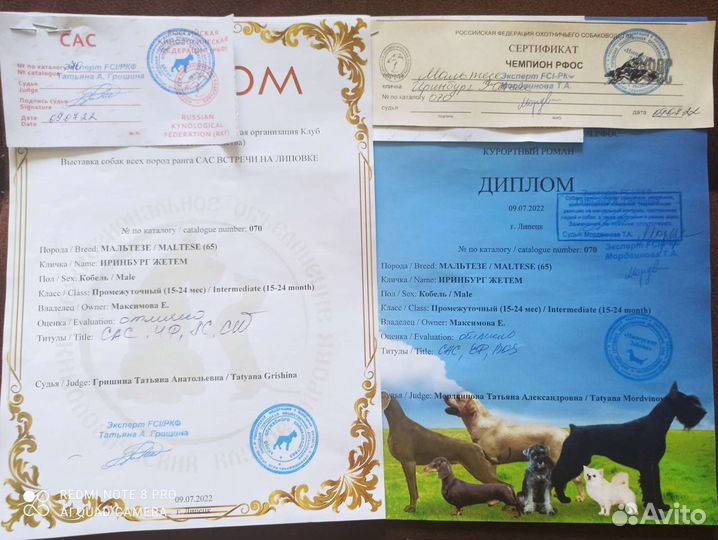 Предлагаю для вязки кобелей мальтезе