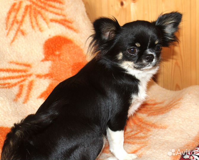 Девочка черно-подпалая