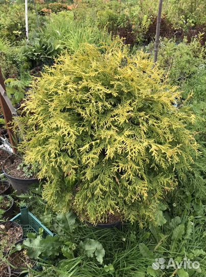 Туя голден глоб