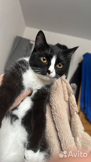 Кошка в дар