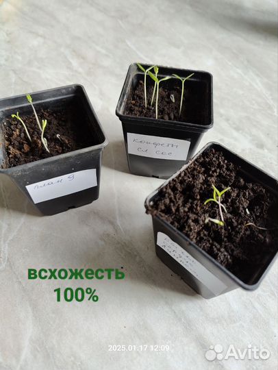 Семена томата Конфеты сладкие сосульки