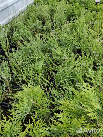 Туя смарагд