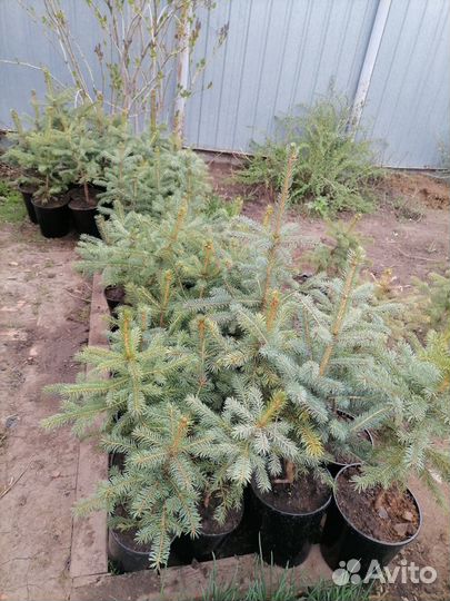 Пихта, ель голубая, ель зеленая, туя