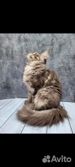 Мейн-кун кошка