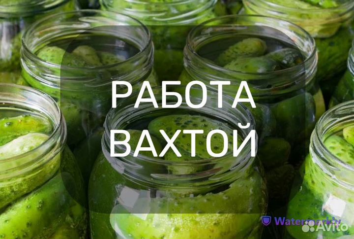 Упаковщик овощей. Бесплатное проживание/питание