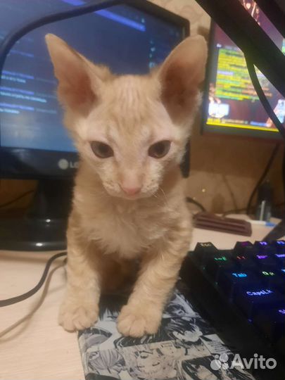 Донской сфинкс, мальчик