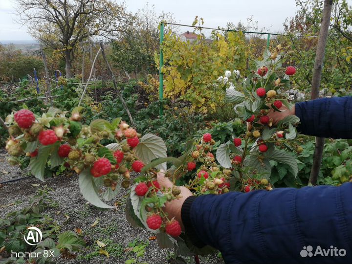 Саженцы малины Дельнива, Энросадира, Амира