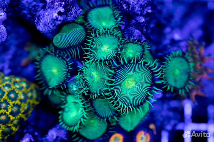 Морские кораллы для аквариума