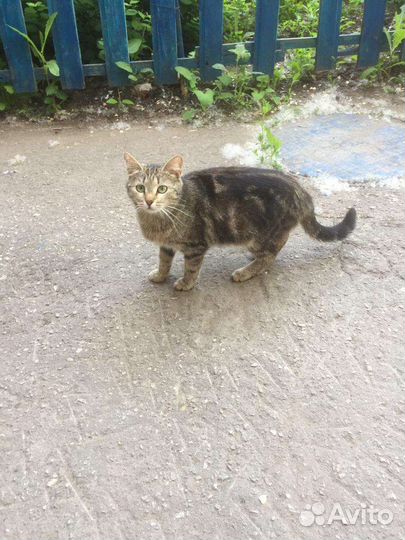 Кошки в добрые руки бесплатно