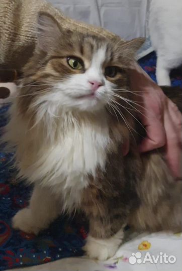 Пушистая кошка