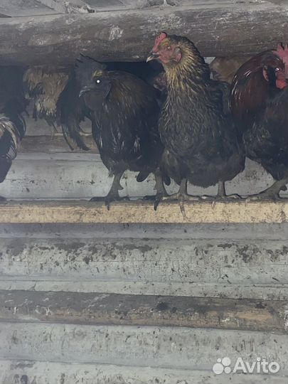 Петухи ухейиюль/аям цемани