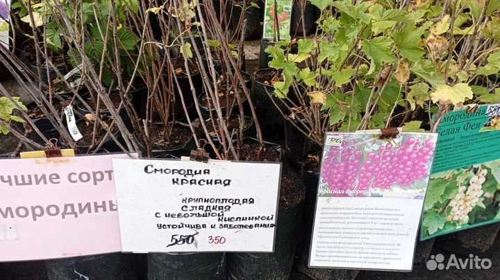 Смородина красная