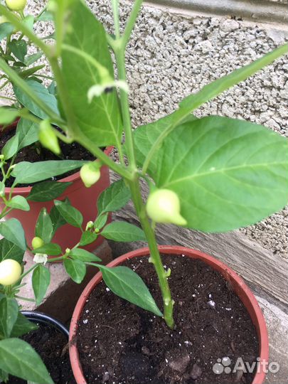 Перец комнатный острый