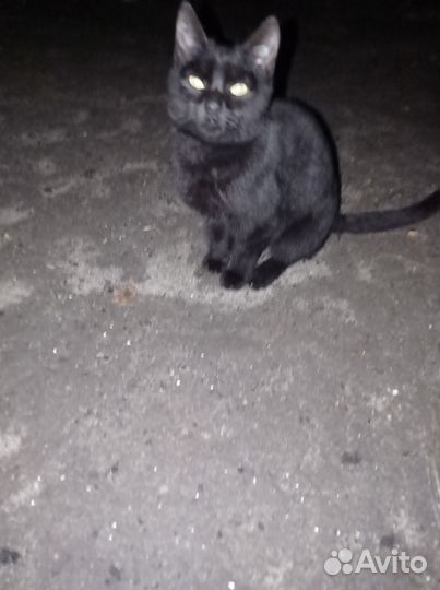 Чёрный кот