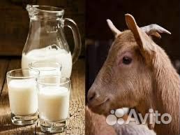 Продам козье молоко