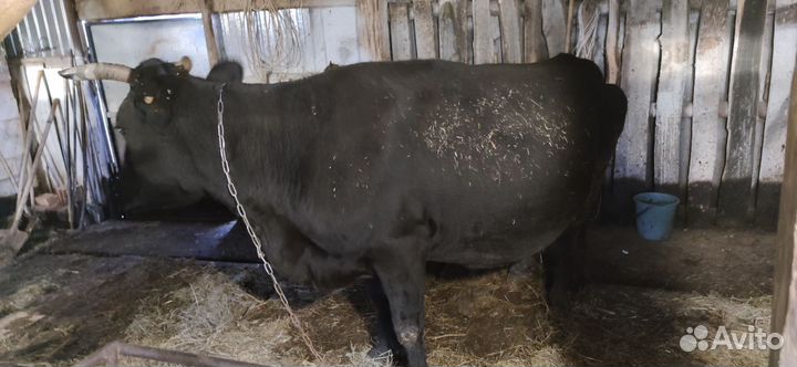 Корова на мясо