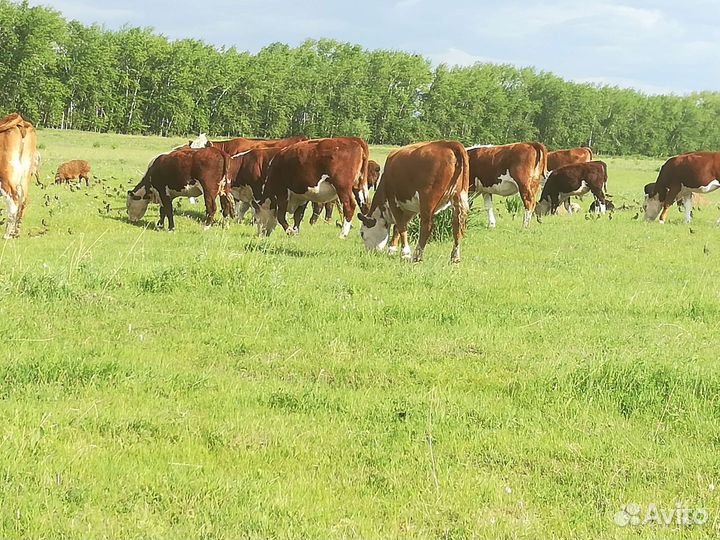 Крс молодняк