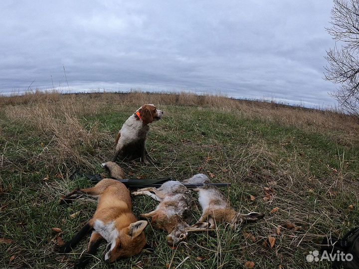 Эпаньол Бретон - Вязка