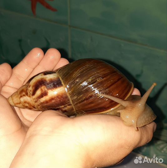 Улитки ахатины