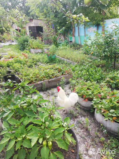 Петух декоративный карликовый