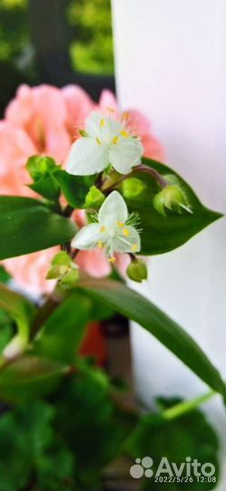 Комнатные Цветы 2