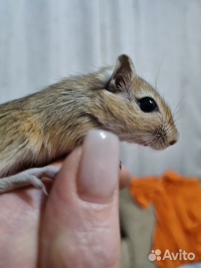 Песчанки