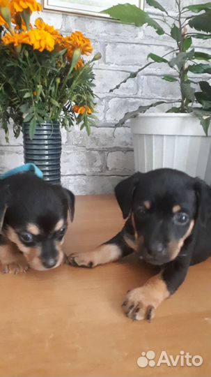 Щенки бесплатно