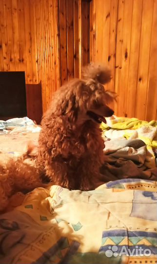 Той-пудель для вязки