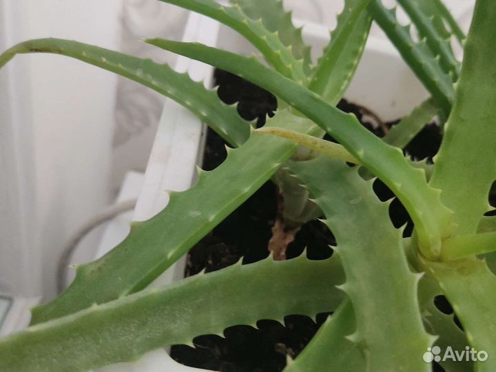 Алоэ столетник