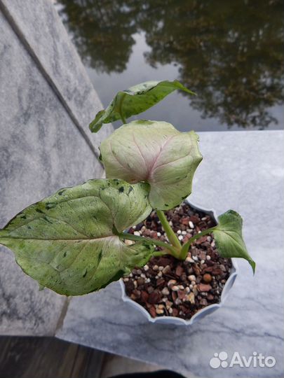 Сингониум серый призрак