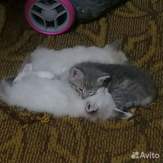 Котята в дар