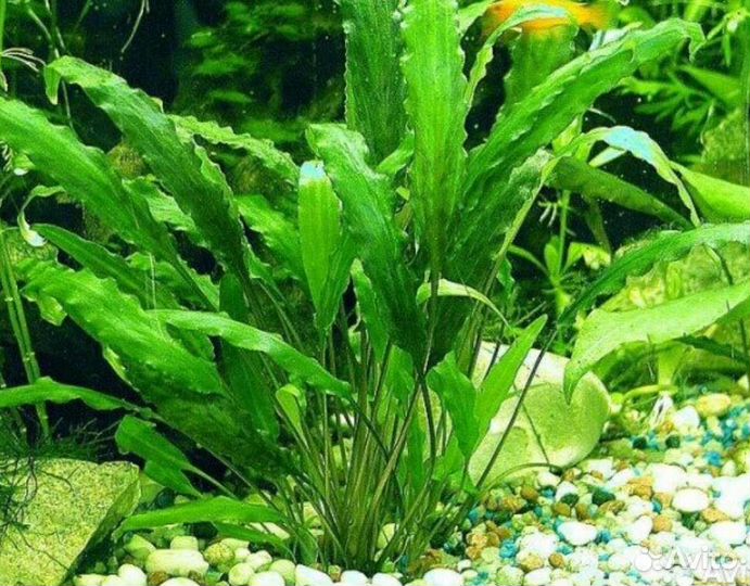 Криптокорина вендта зеленая - Cryptocoryne