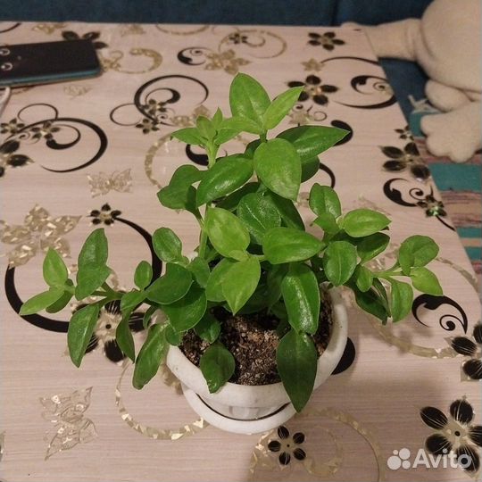 Аптения