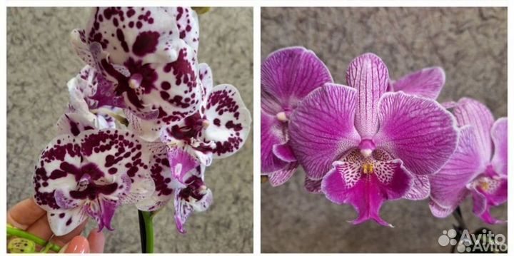 Орхидея фаленопсис