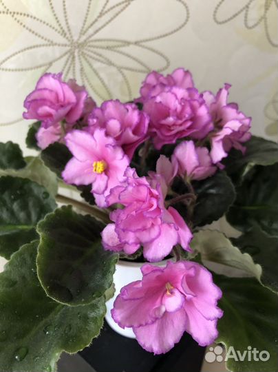 Шикарные цветущие фиалки