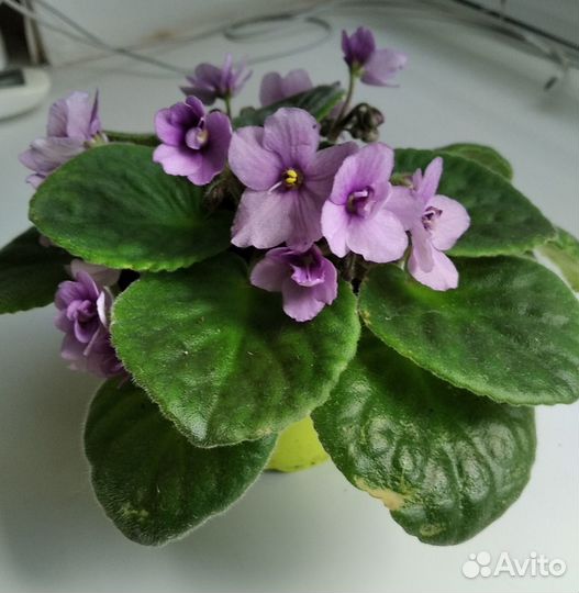 Фиалка цветущая