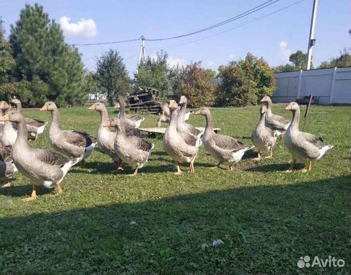 Крупные серые гуси