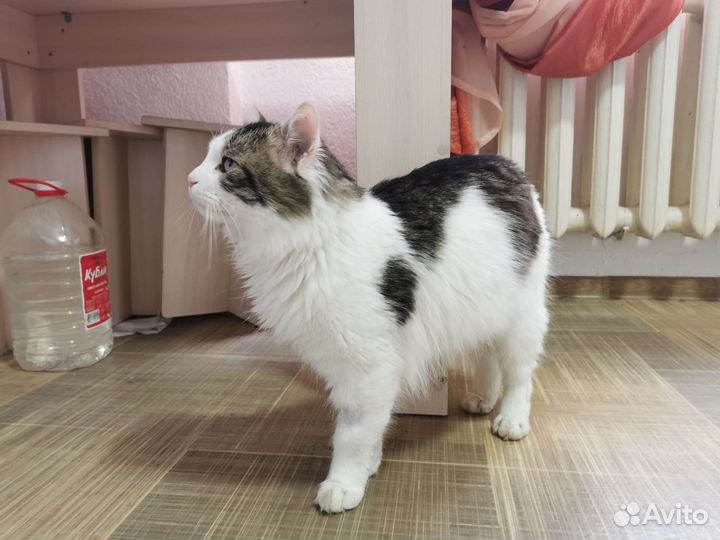 Кот Леопольд