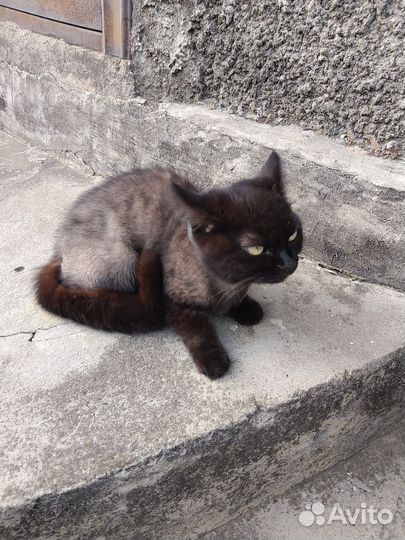 Кошки в добрые руки бесплатно