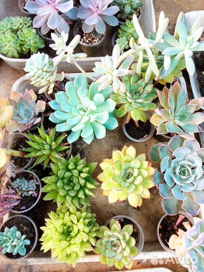 Суккуленты микс