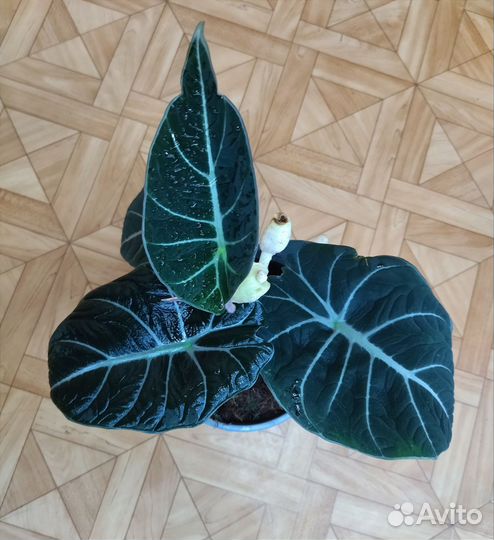 Алоказия Блэк Вельвет / Alocasia Black Velvet