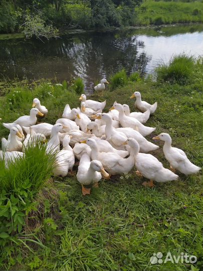 Овцы бараны